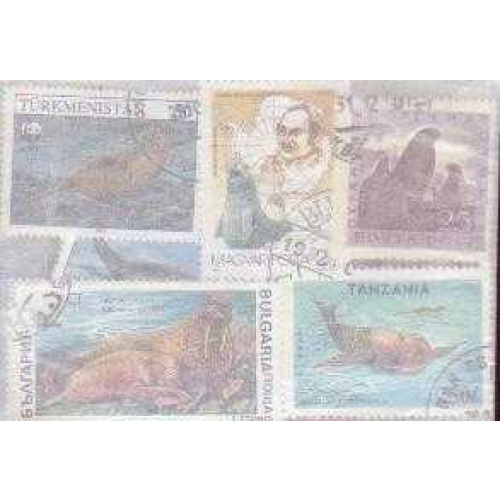 10 Walrusses & Seals all diffe