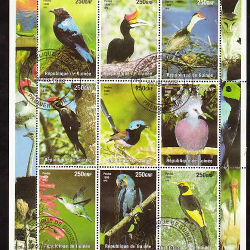 Guinea Birds