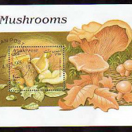 Afghanistan Mushrooms