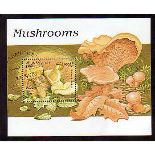Afghanistan Mushrooms
