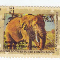 Equatorial Guinea elephant