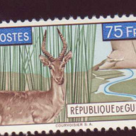 Guinea #219