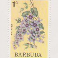 Barbuda #171