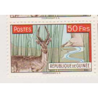 Guinea #218