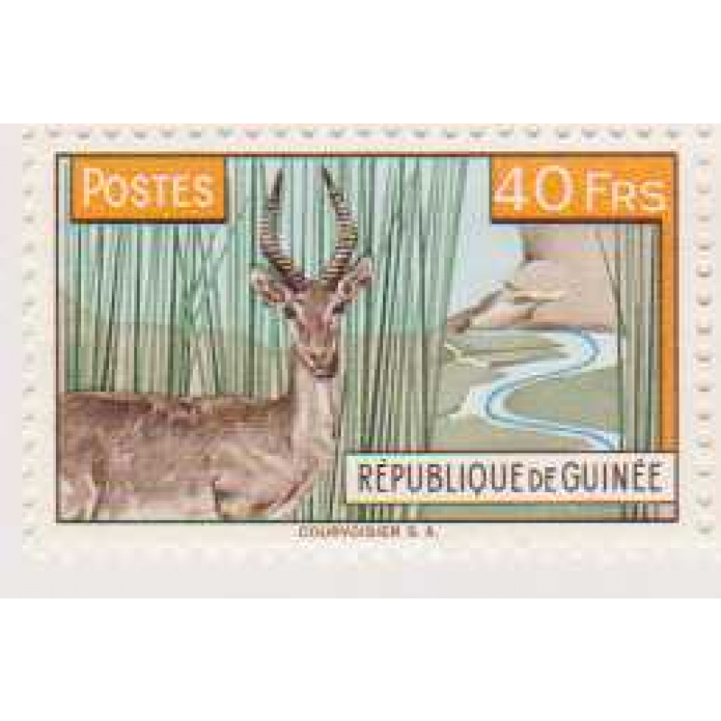 Guinea #217