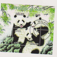 Malawi Pandas Wildlife od Asia