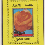 Ajman orange Roses