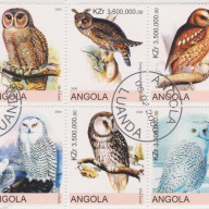 Angola Owls
