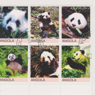 Angola Panda Bears
