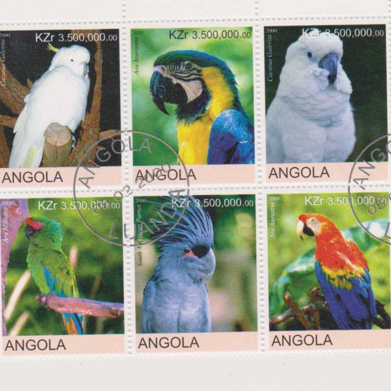 Angola Parkeets