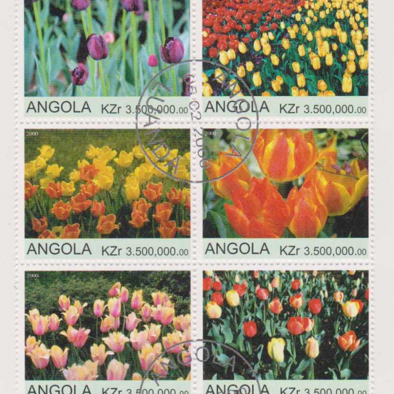 Angola Tulips