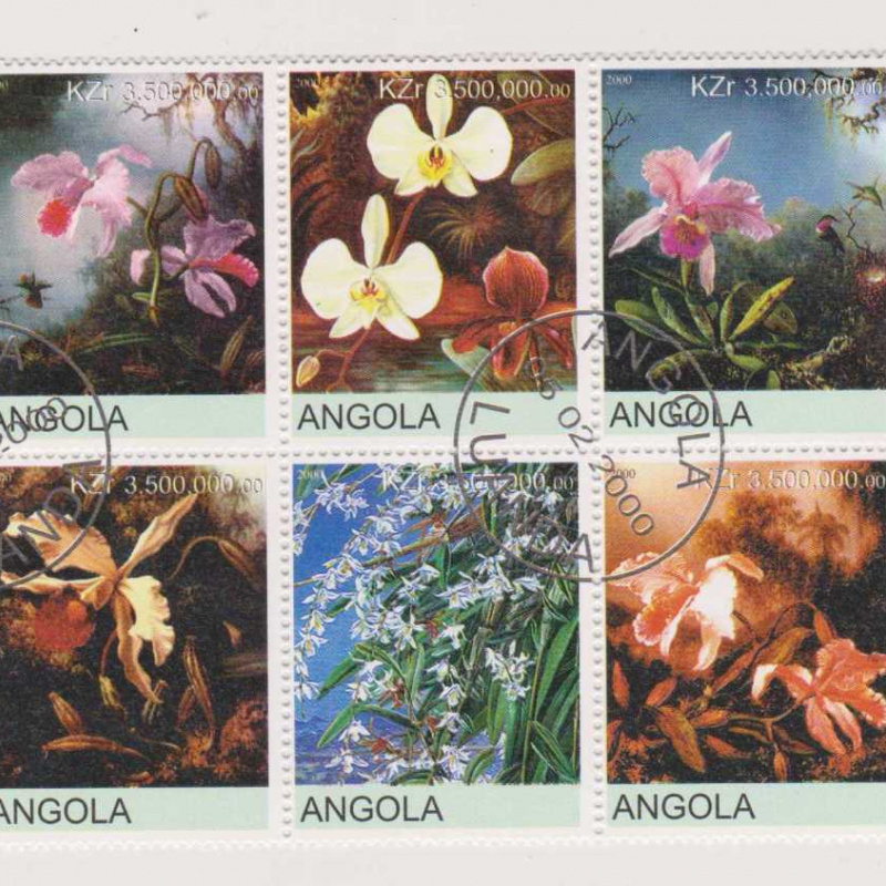 Angola Orchids