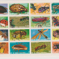 Equatorial Guinea Insects
