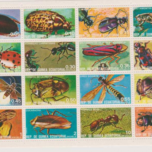 Equatorial Guinea Insects