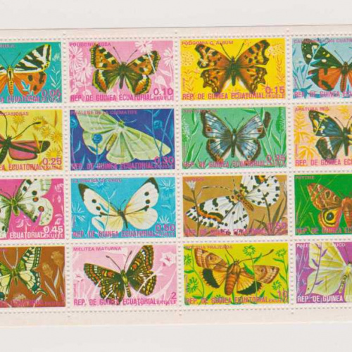 Equatorial Guinea butterflies