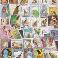 50 All different birds sets