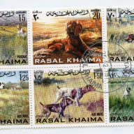 Ras Al Khaima Dogs
