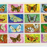 Equatorial Guinea butterflies