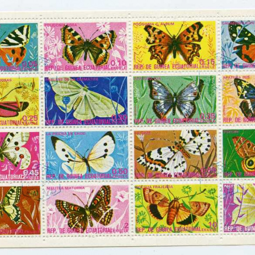 Equatorial Guinea butterflies