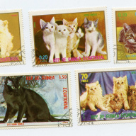 Equatorial Guinea Cats2