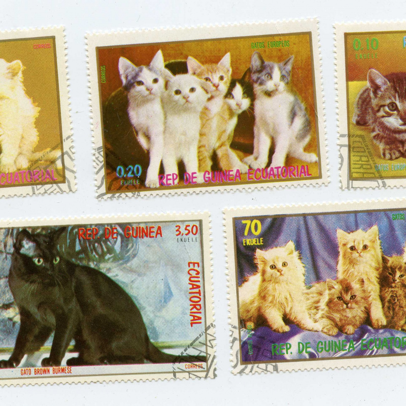 Equatorial Guinea Cats2