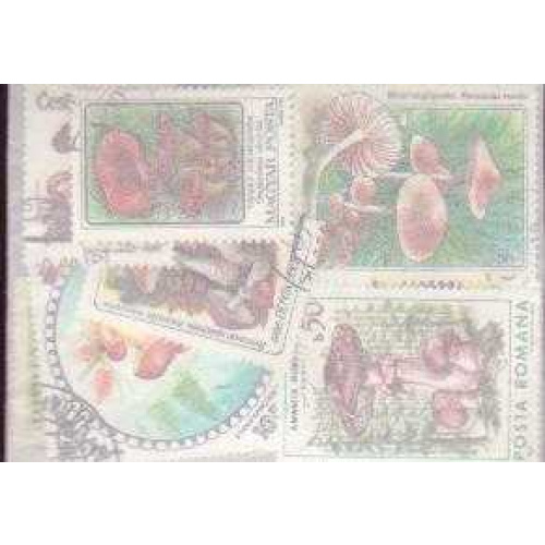 25 Mushrooms all different sta